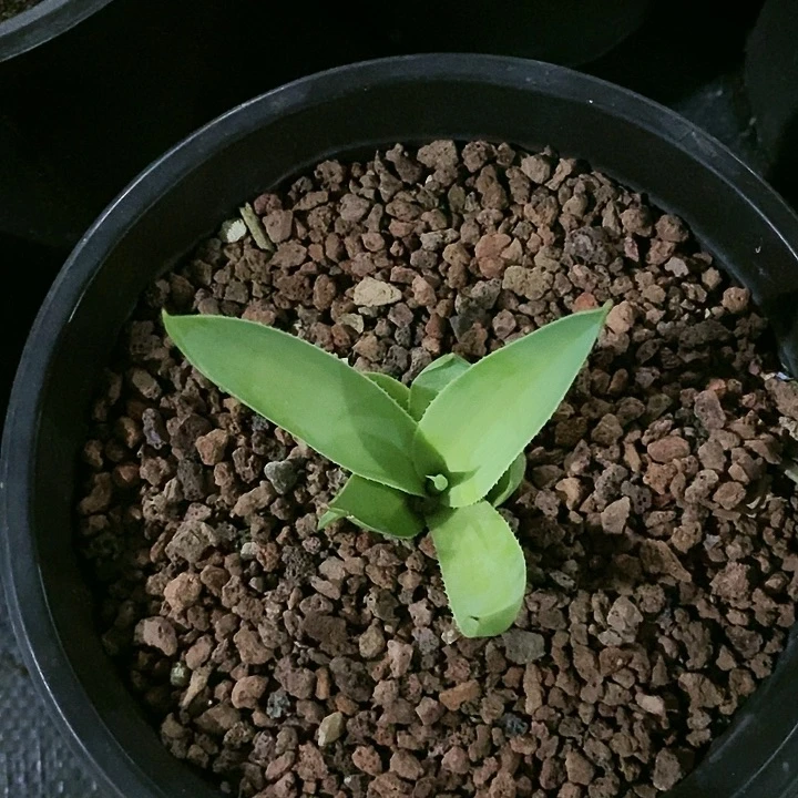【闪购商品】无花朵青*龙舌兰绿荷