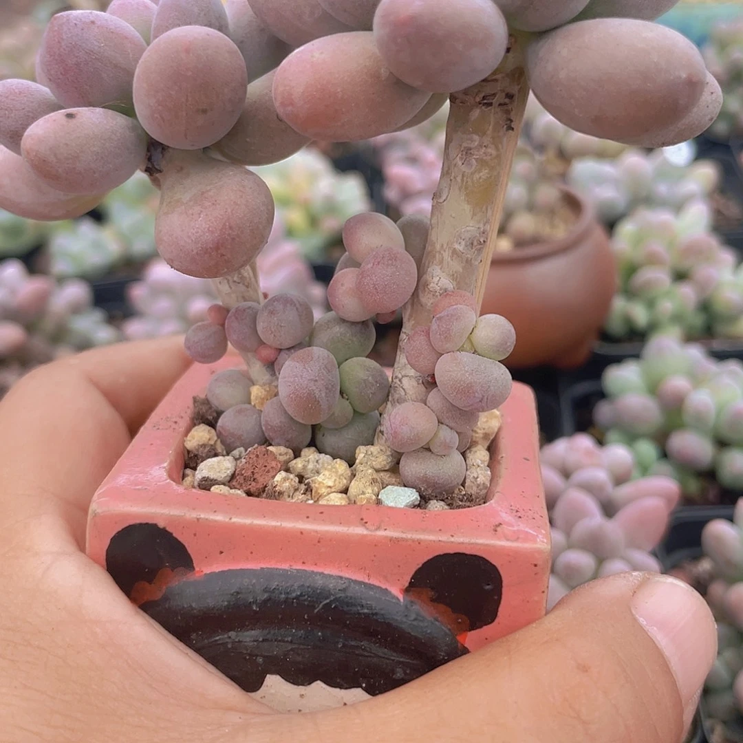 子***陌多肉植物多肉植物