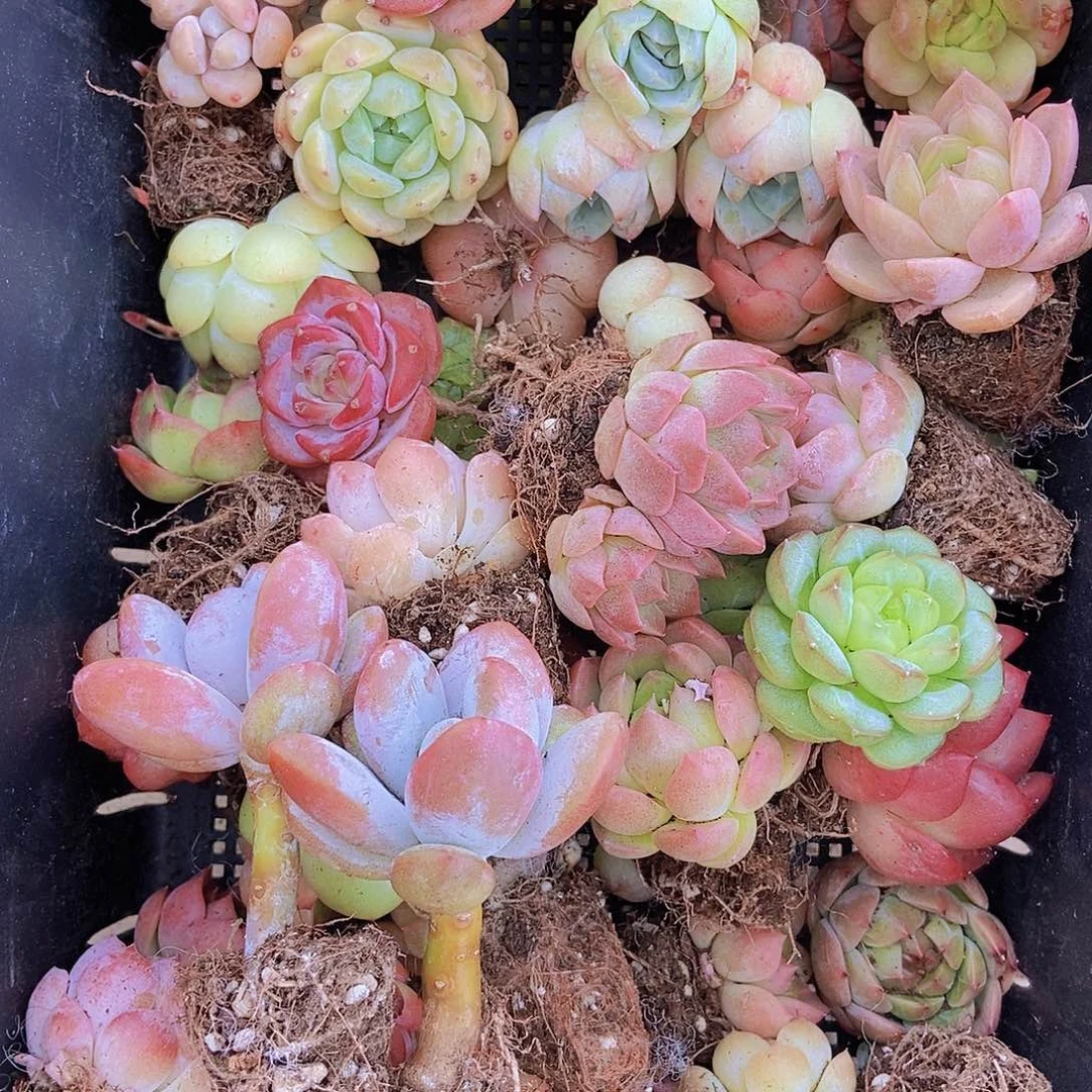 0000001量拍保底20颗，小