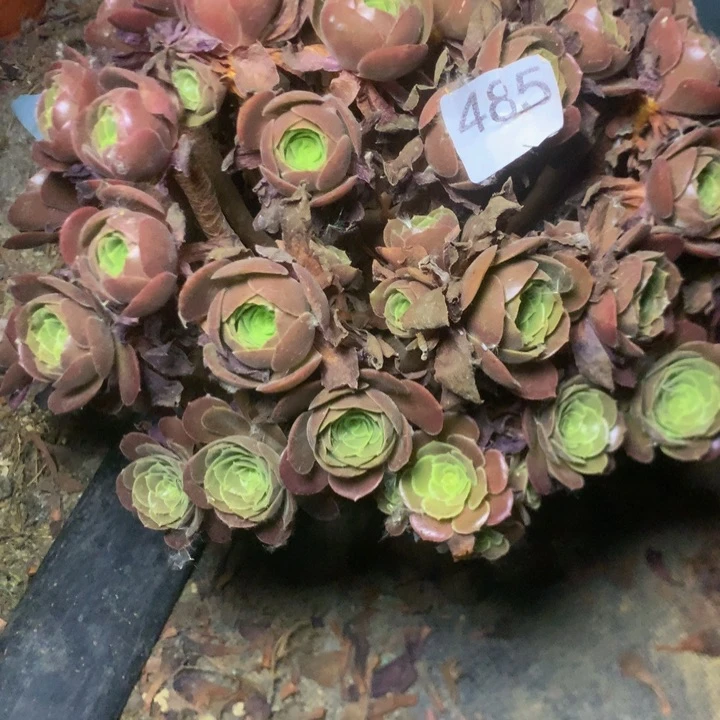 楊***歲485荷兰玫瑰多肉植物