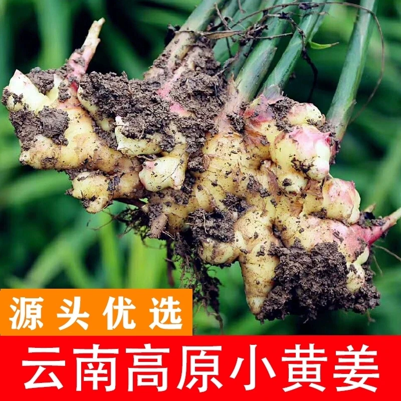 云南小黄姜山地种植新鲜姜土姜月子姜生姜辛辣浓郁露天种植A1