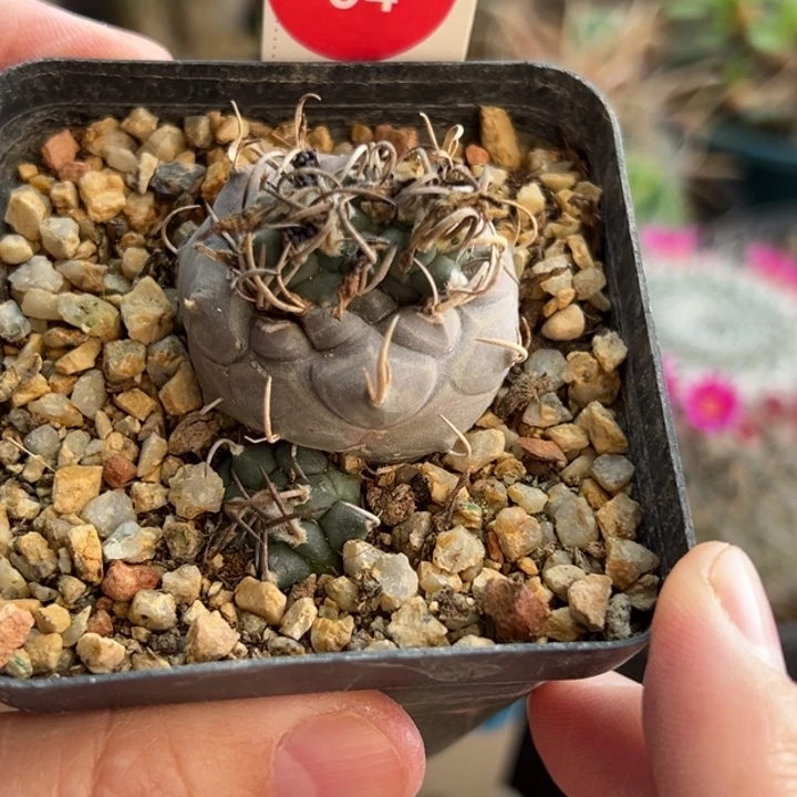 实生四头老娇丽群一棵有雀斑