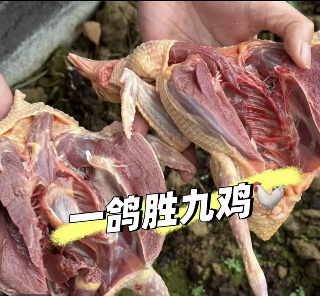 3只农家五谷杂粮散养土三黄鸡鸽子现杀新鲜美味顺丰包邮可煲汤