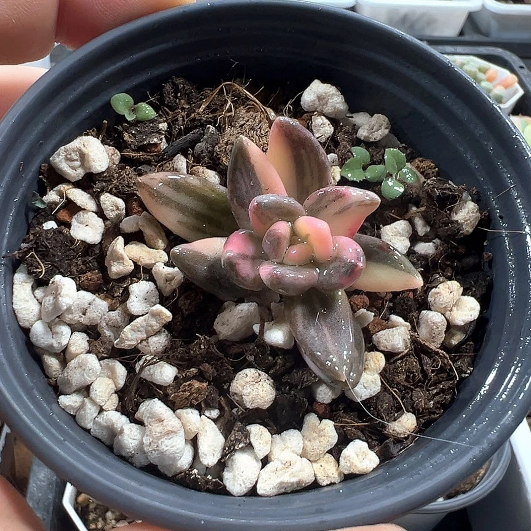 紫丽殿锦 小方花圃一物一拍