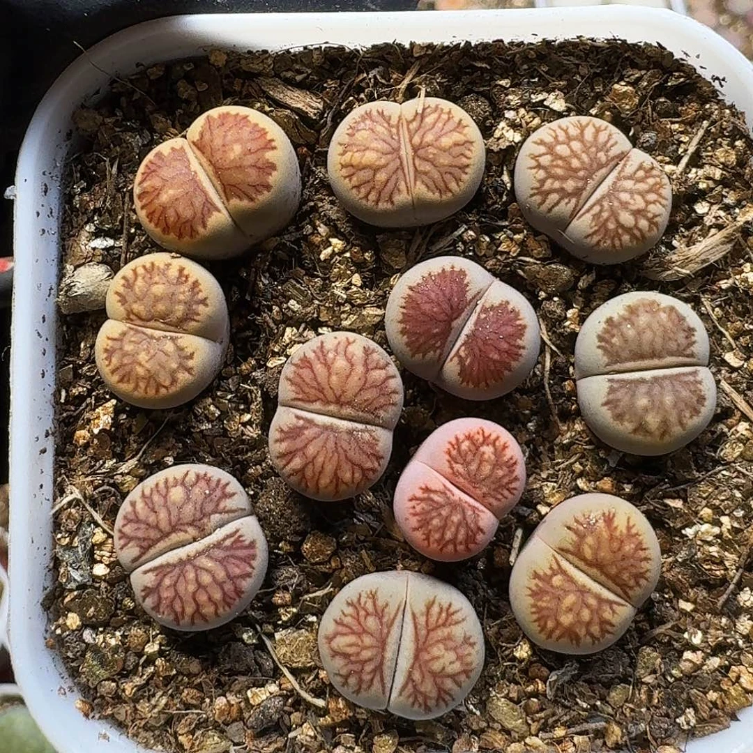 生石花111111。   267