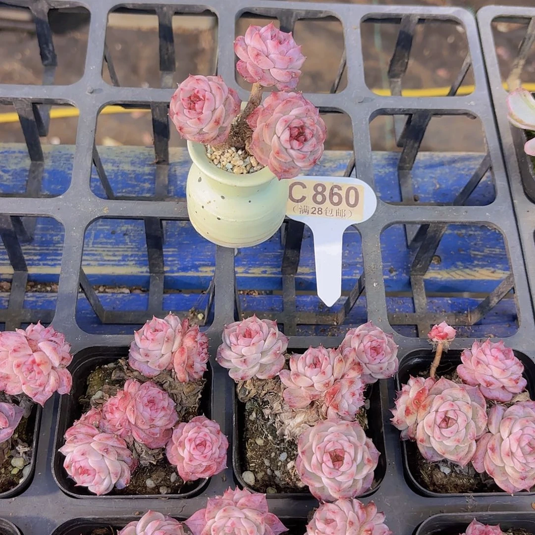 C860蓝孔雀一物一拍