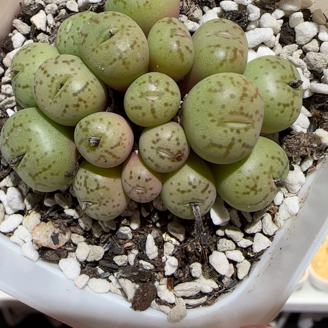 肉锥多肉植物百科-1206