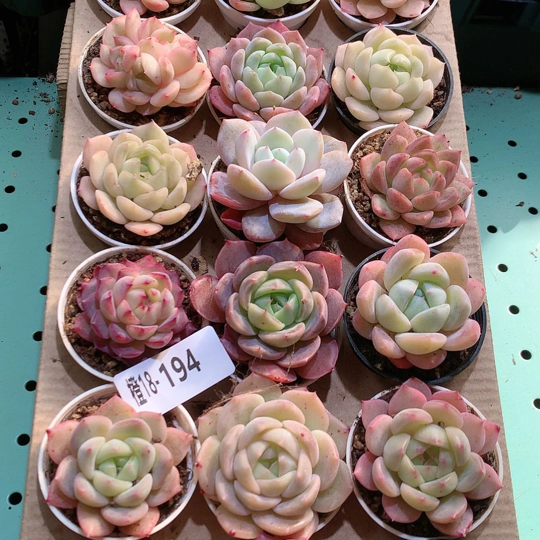 18-194一物一拍带盆18颗。