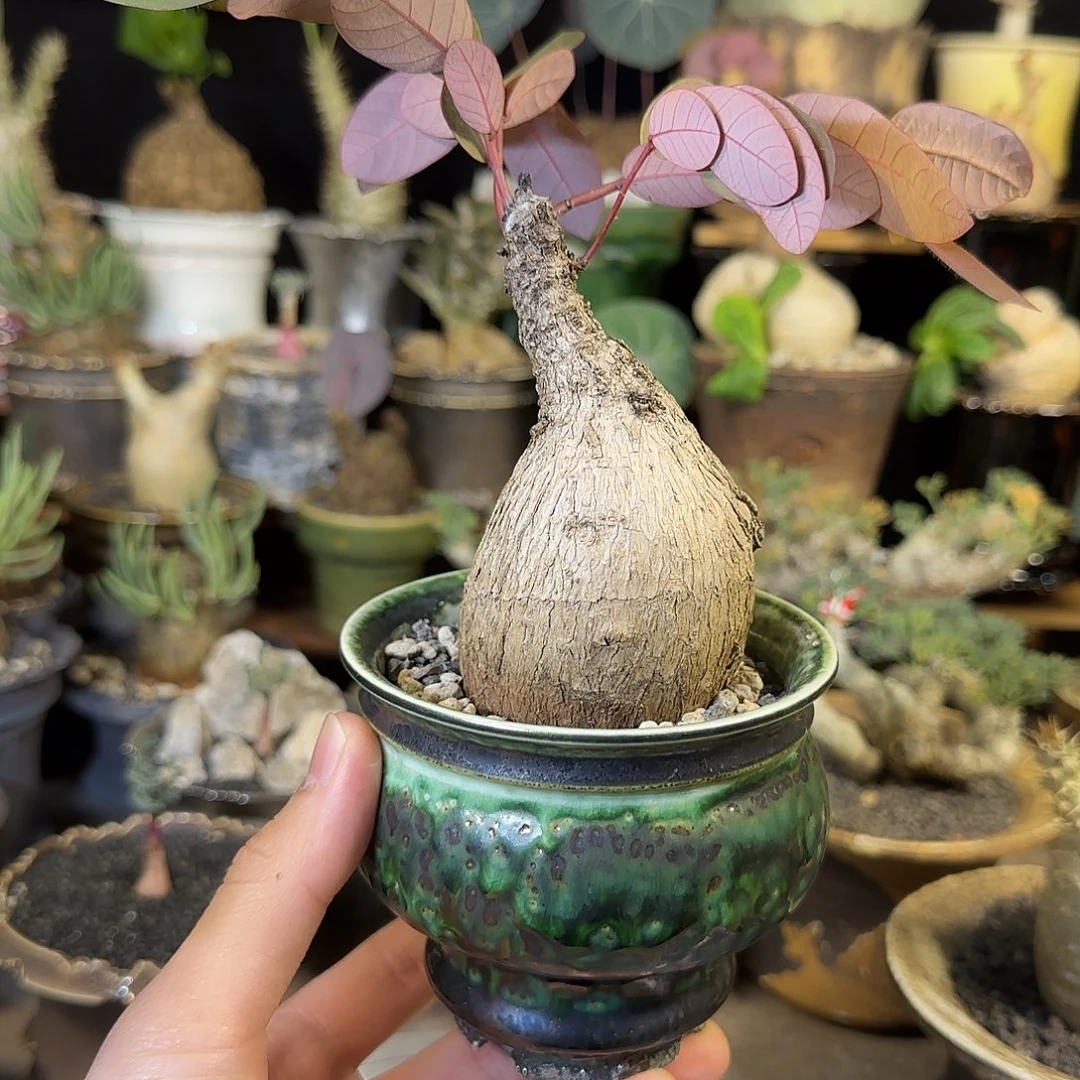 一物一拍奇异油柑310