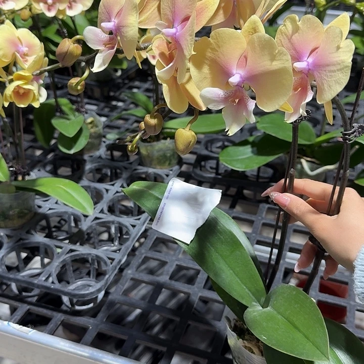 墨***爷大部分开放少量花苞111