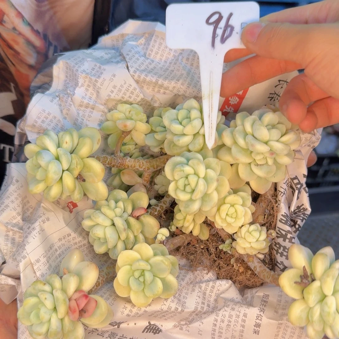 多肉植物的生长发育与