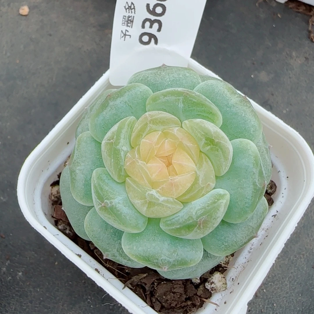 珍珠糖，9366多肉植物