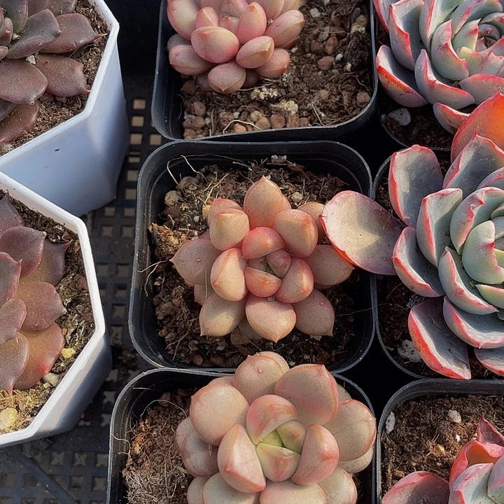 单头葡萄带盆土发