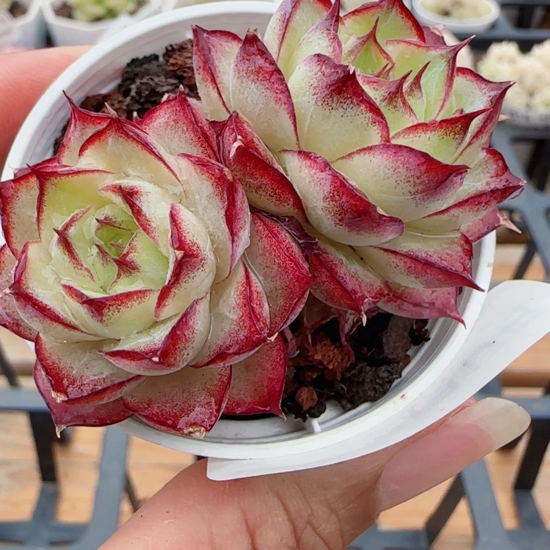 花语逸镜0417-324