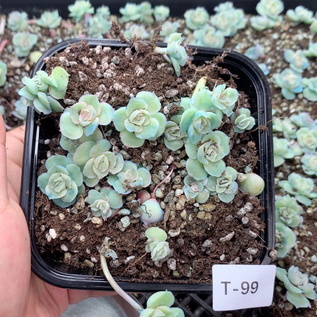 无花朵T99英语英语