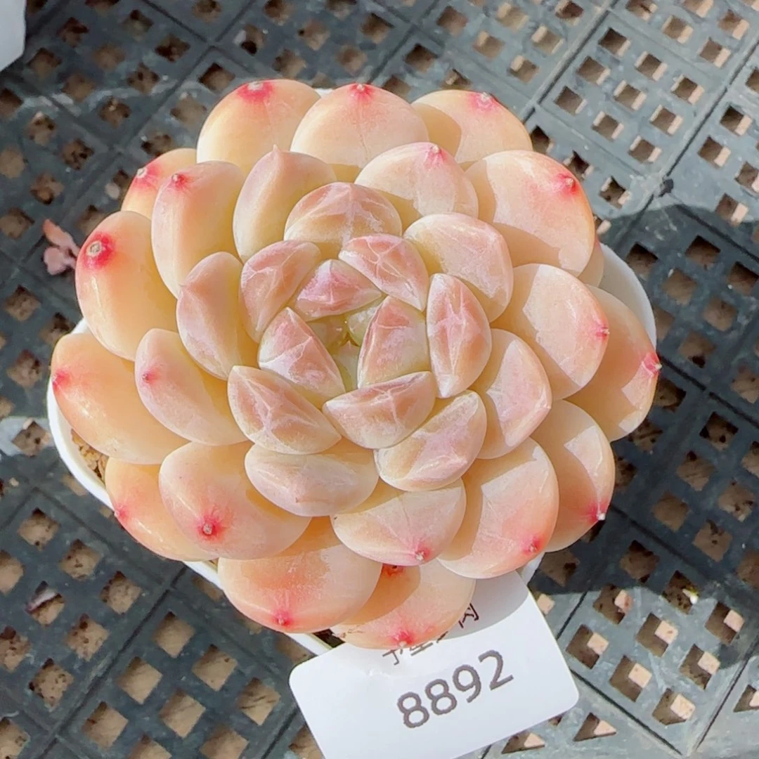 黄冰魄，8892多肉植物