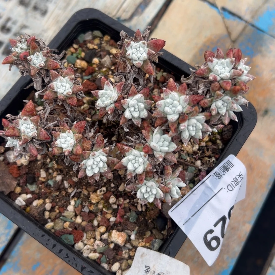 格诺玛白菊～一物一拍670