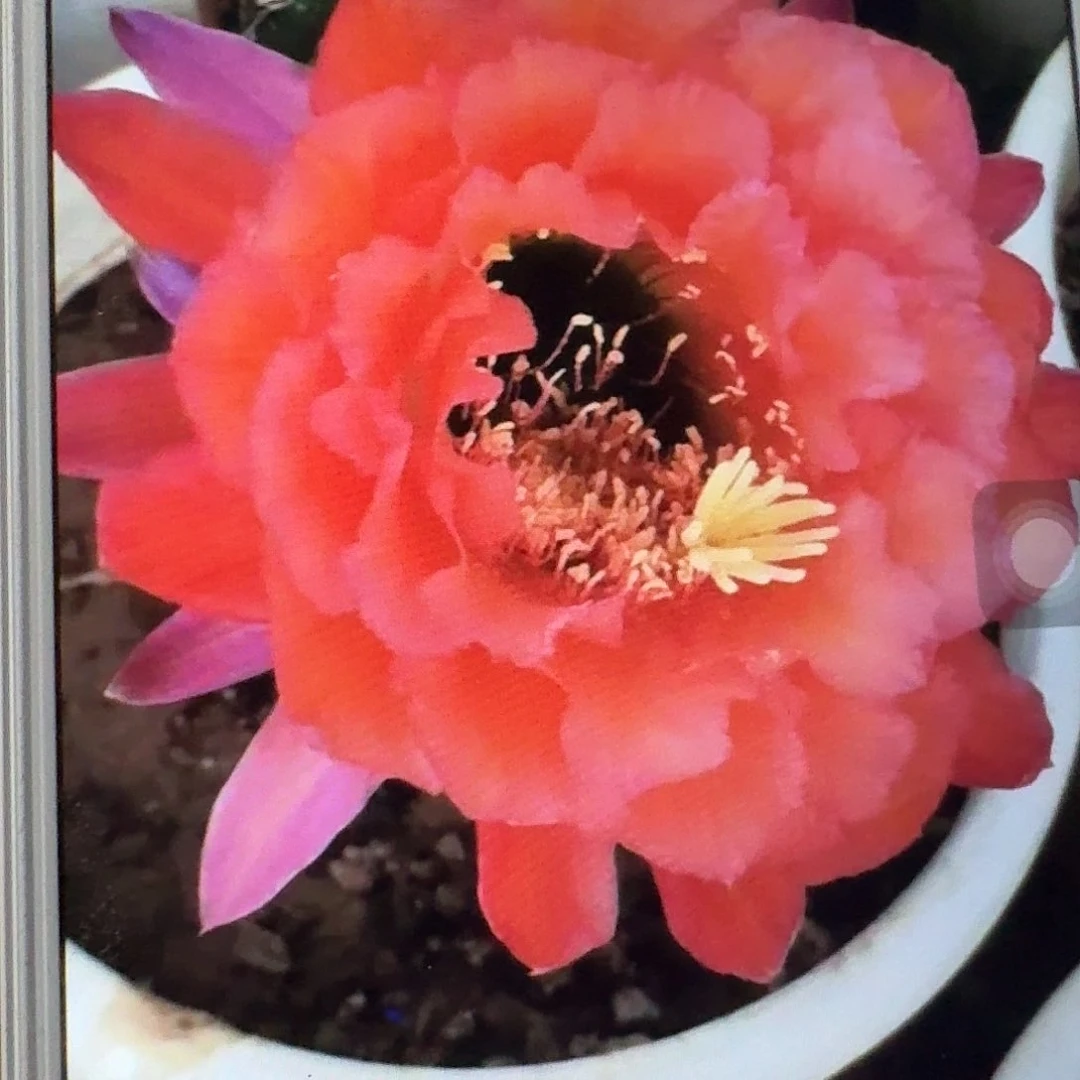 xt根冠服6公分左右毛花柱