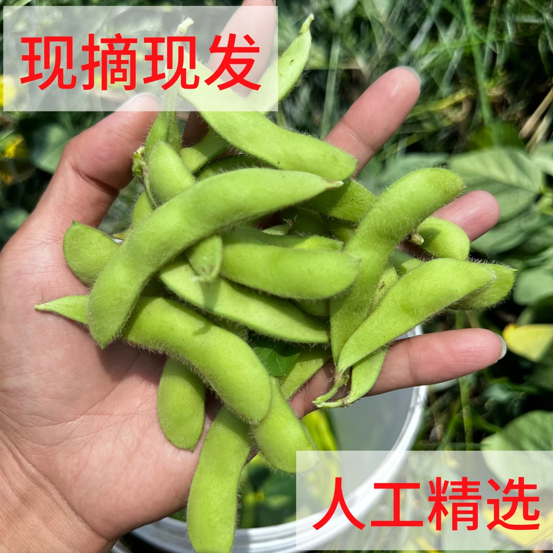 农家毛豆露天新鲜毛豆新鲜带壳毛豆