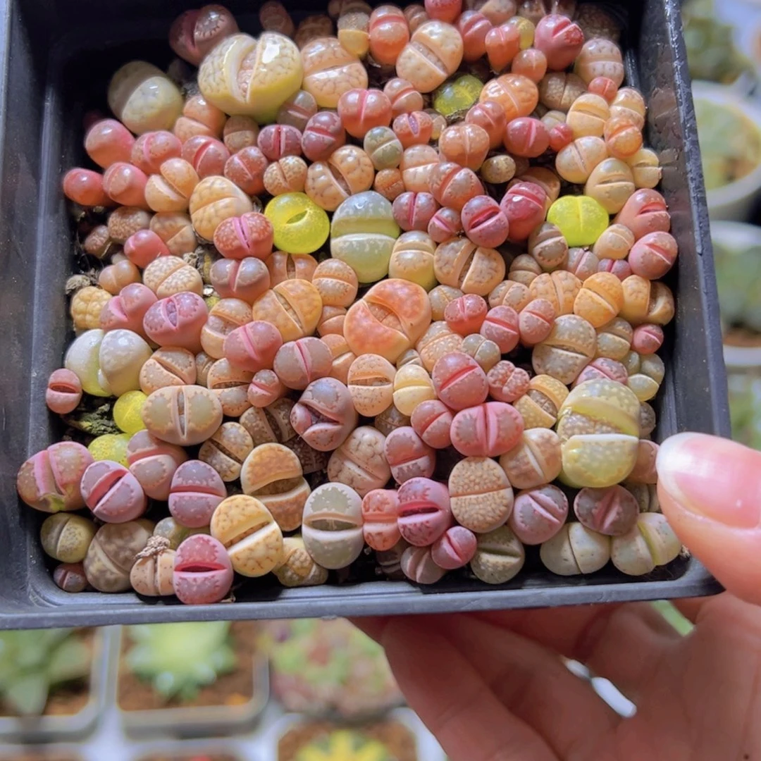 大号生石花玉露多肉1