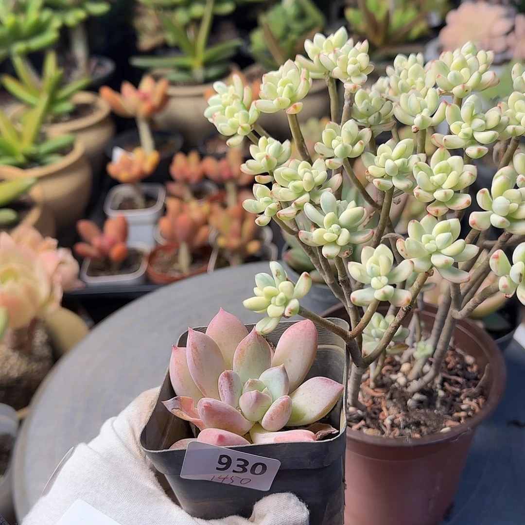 静****晴930 号 一物一拍