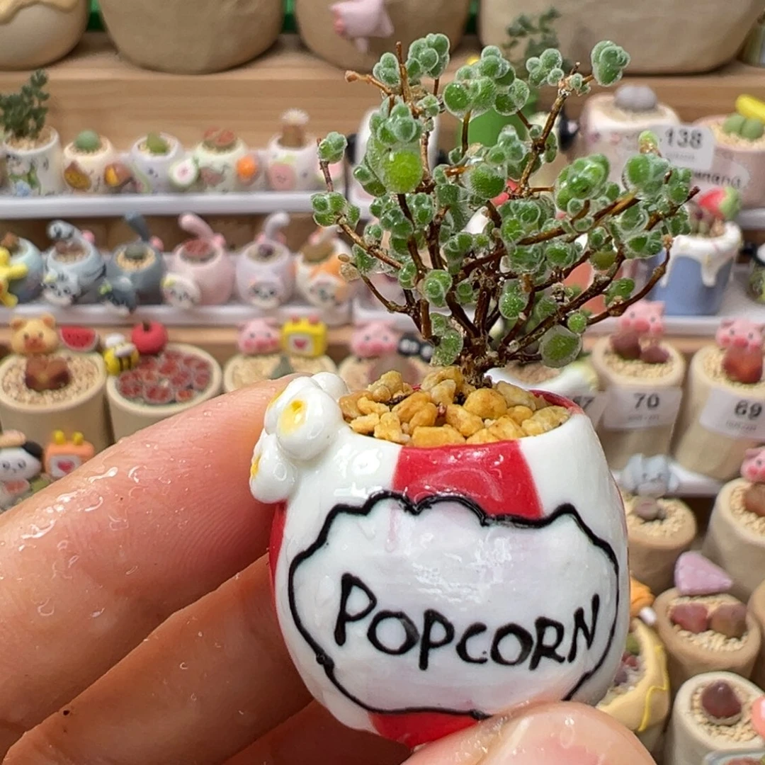 多肉植物179号枝干