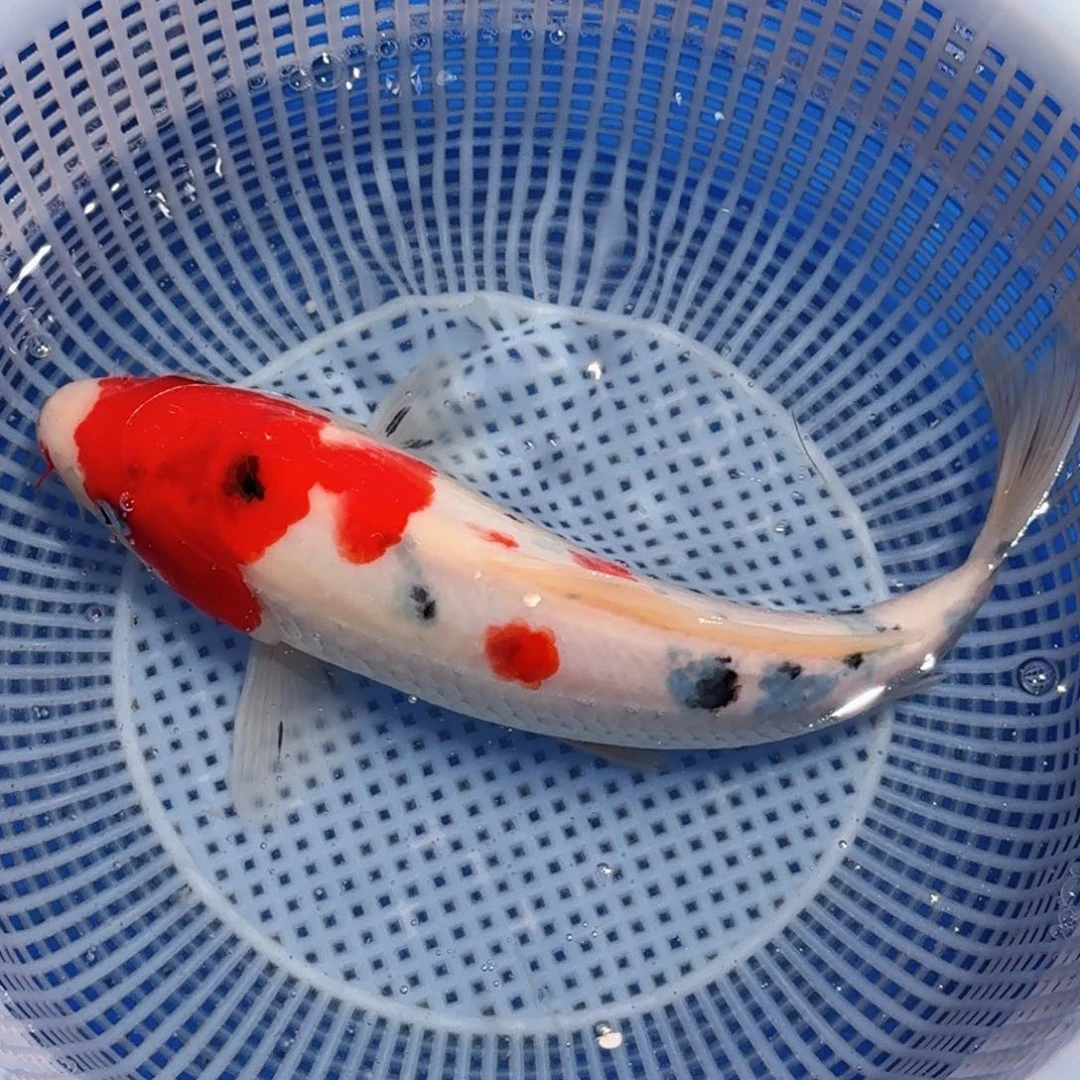 锦鲤精品甄选血统锦鲤