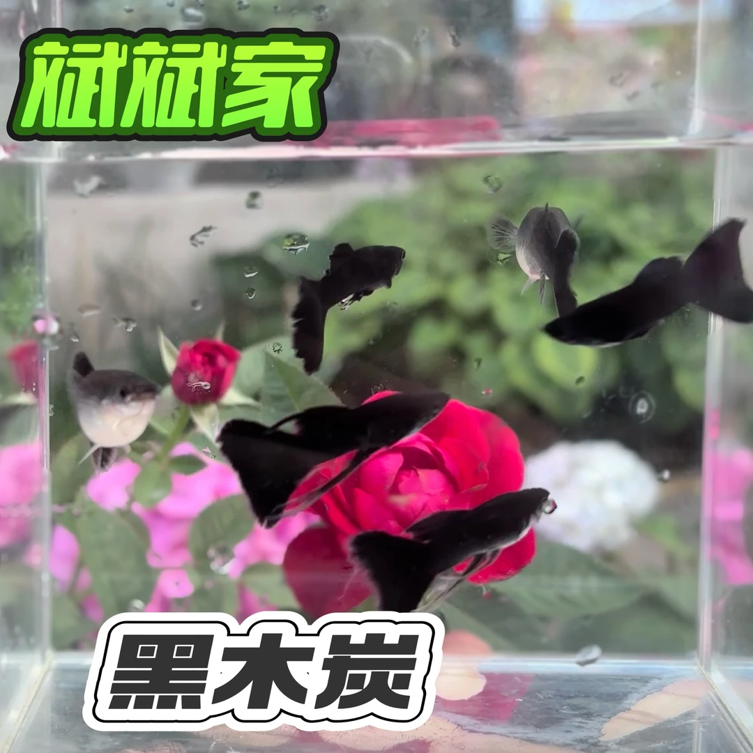 【黑木炭】孔雀观赏鱼热带淡水纯黑好养种鱼精品
