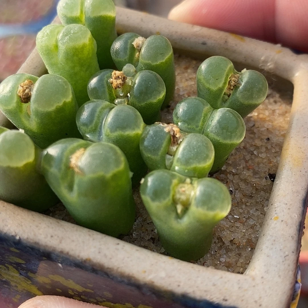 2947极窗风铃一组。