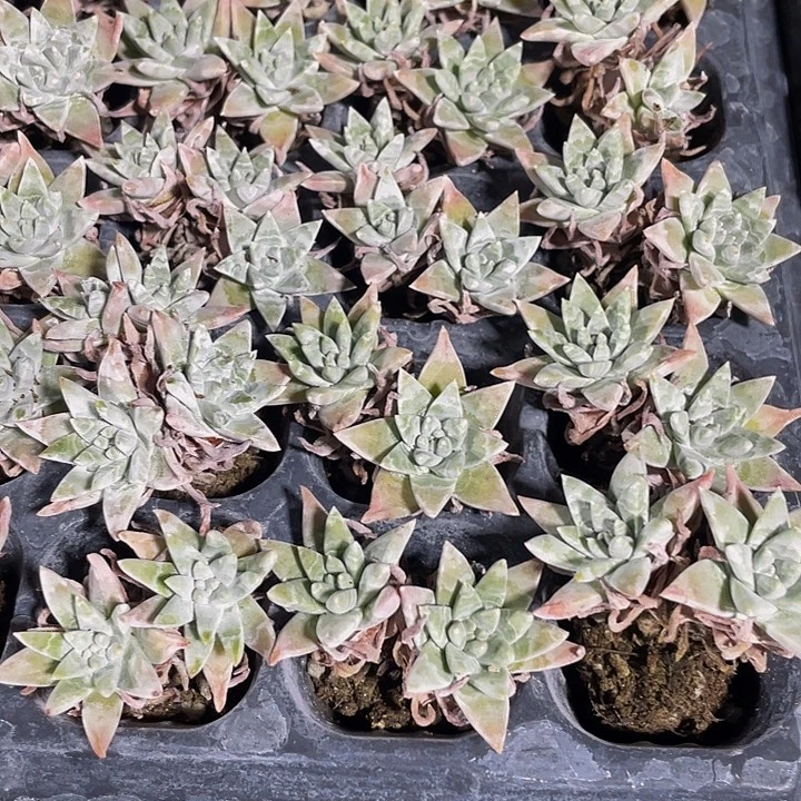 小白菊1元带土发货