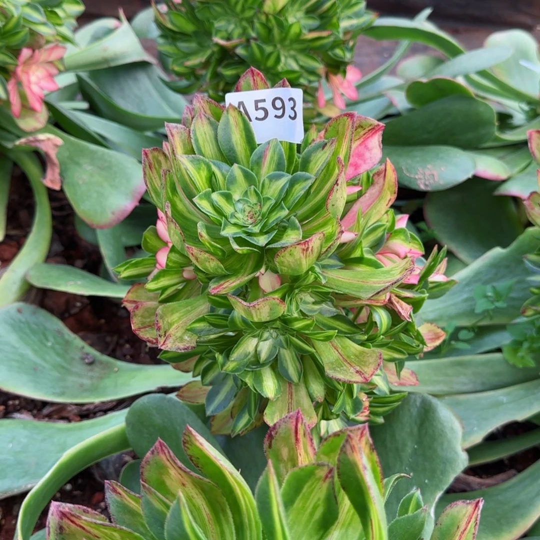 辉*593知否嫁接发货