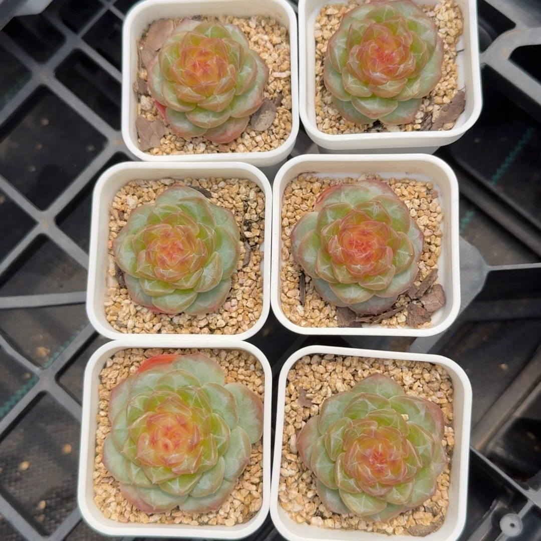 00803-55-编号混量拍单头