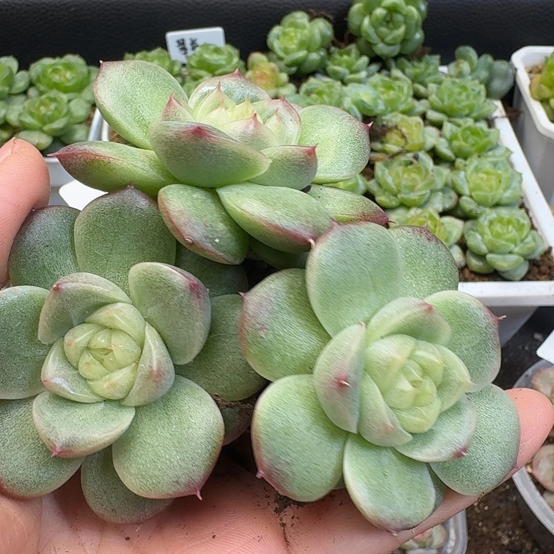 一物一拍一物一拍917-561
