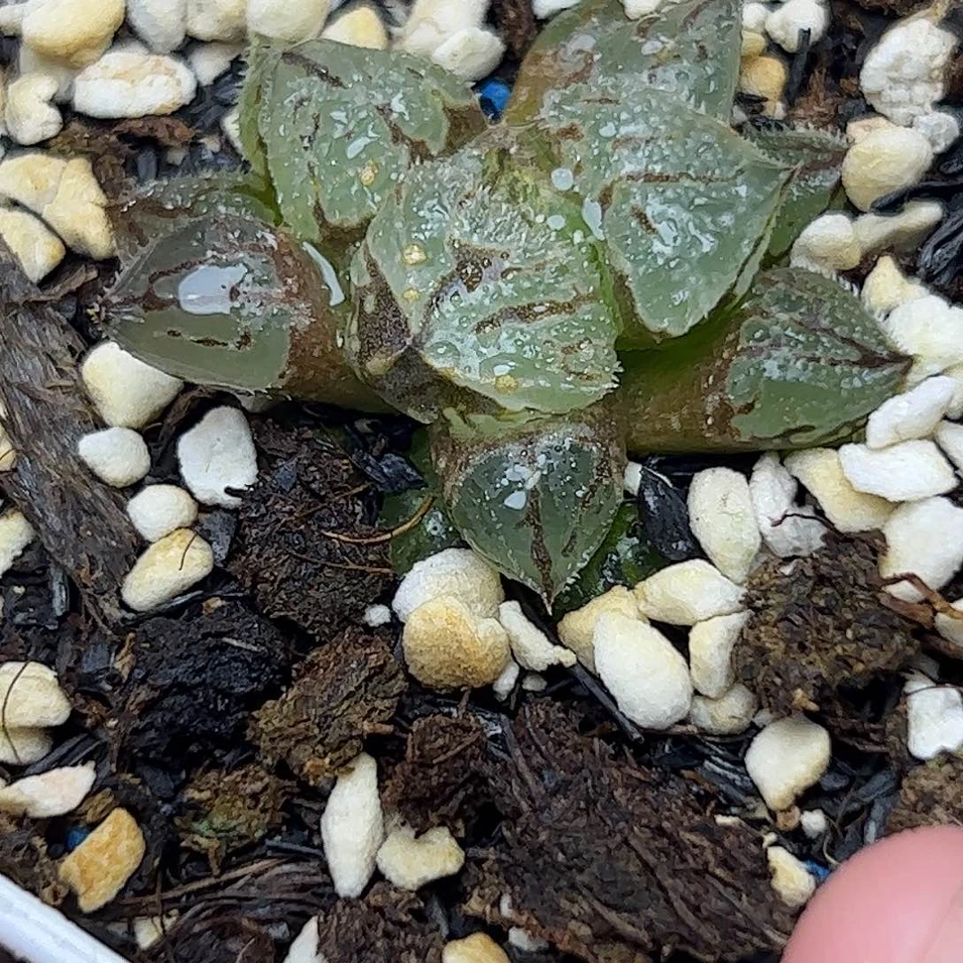 冰魁十二卷多肉植物满