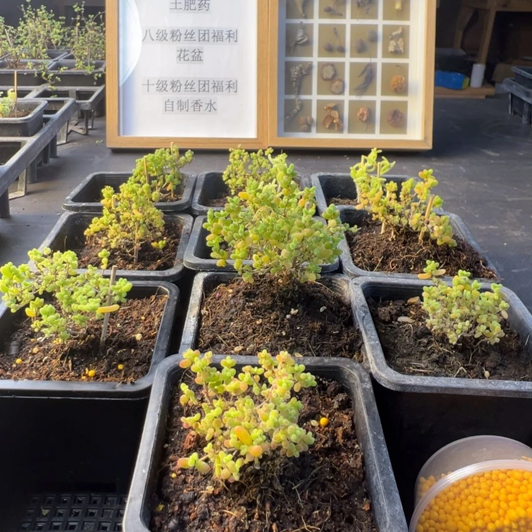 枝干番杏多肉植物151乐
