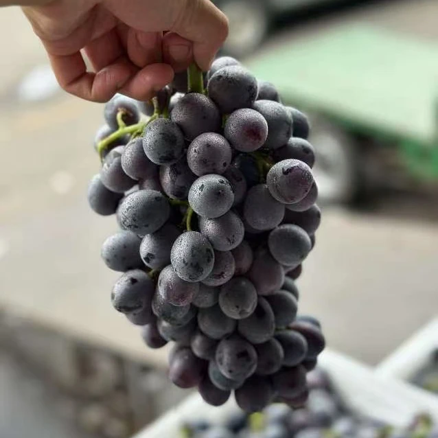 蓝莓葡萄3斤装；新鲜度好，纯甜无籽葡萄同城送北京市