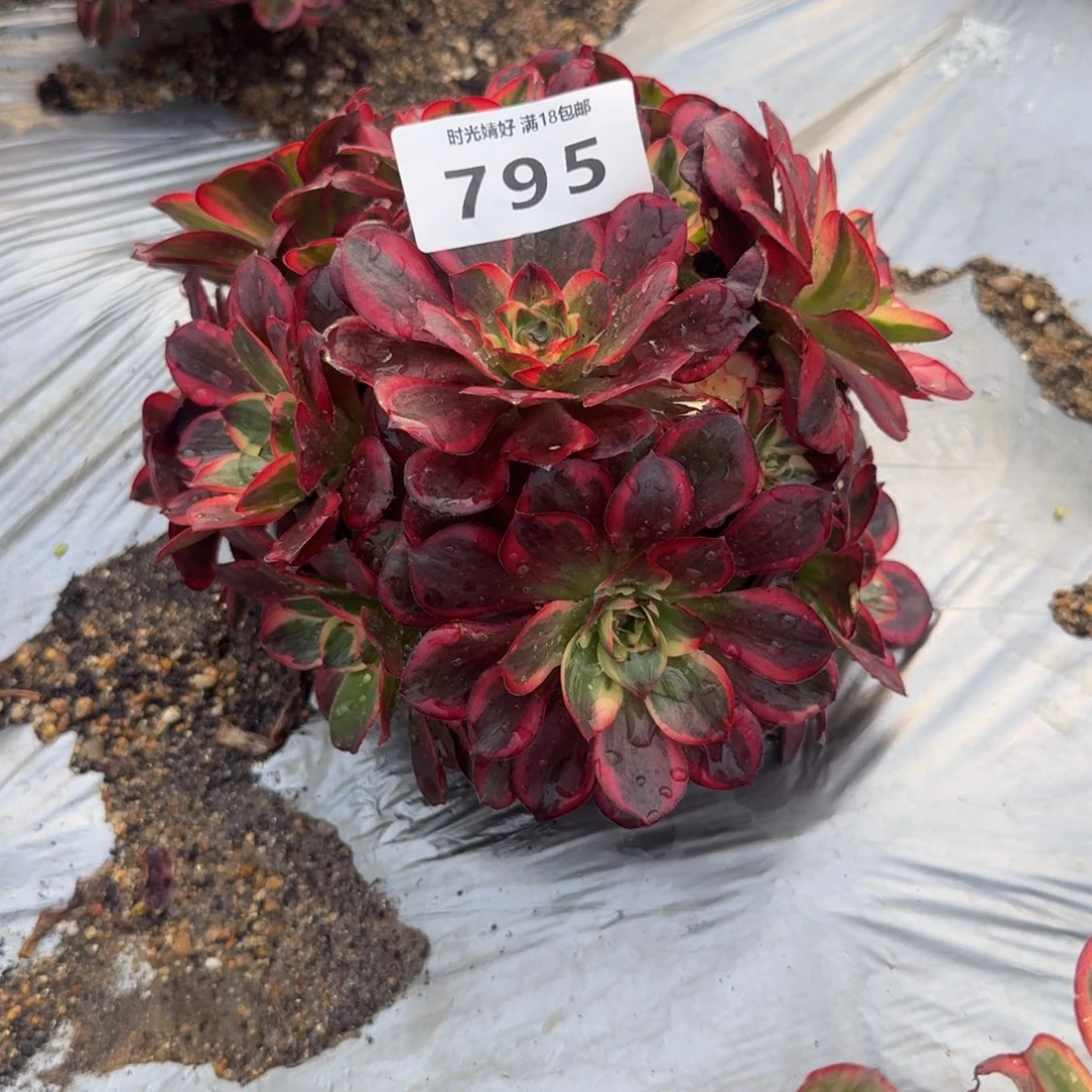 795魅金锦。多肉植物