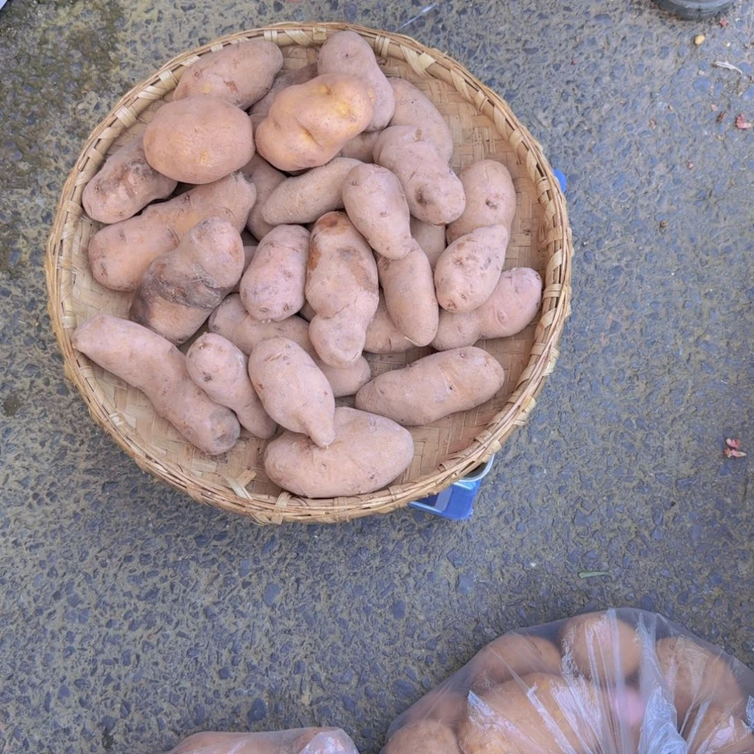 中国大陆麦黄白8斤1斤黄皮黄心