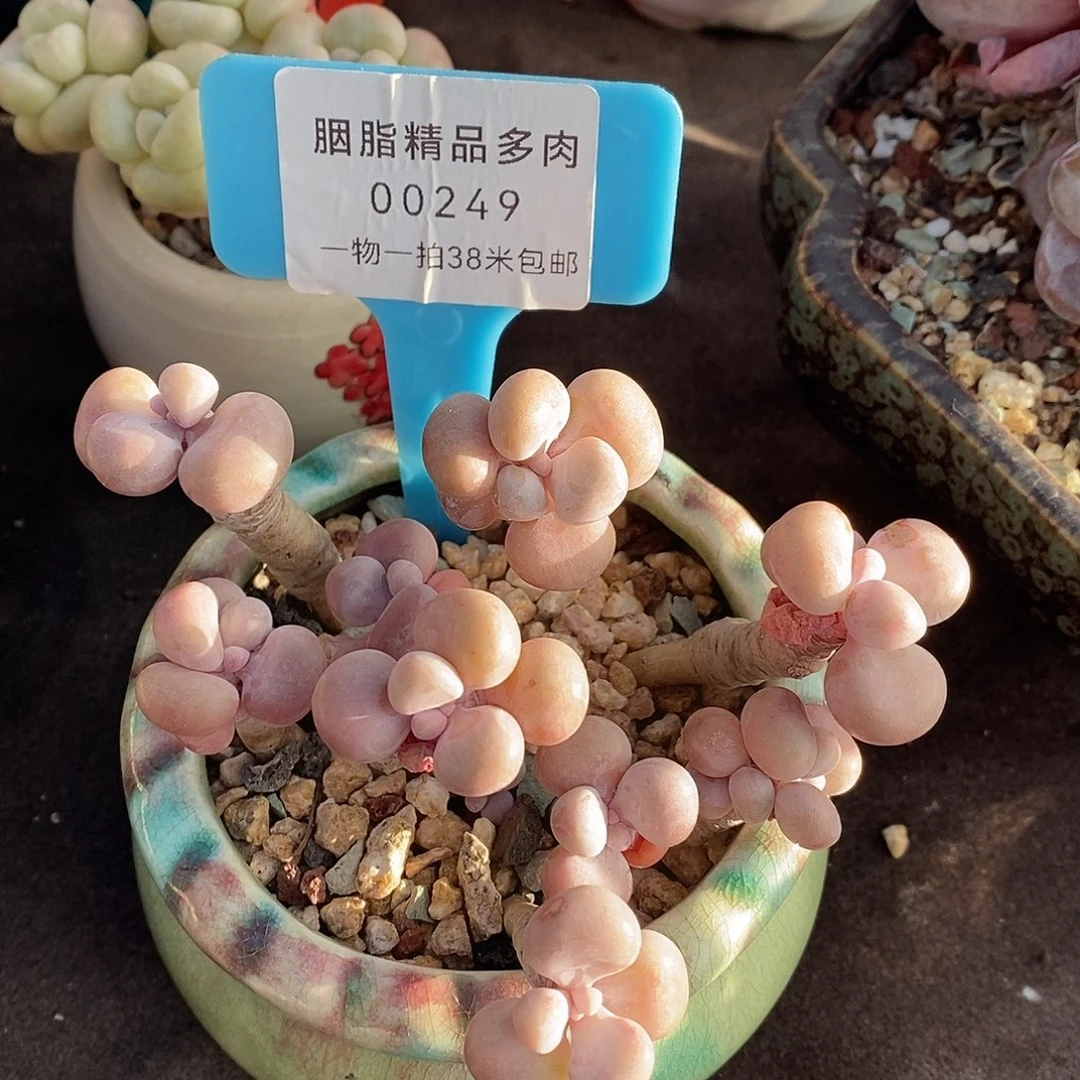 00249号楼Tom哦小雨咯哦