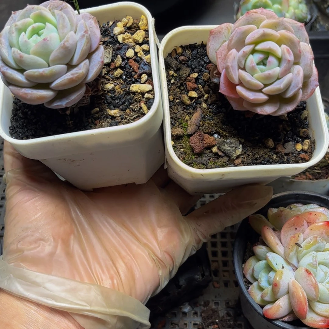 宇***少12/13号-2颗5厘米多肉
