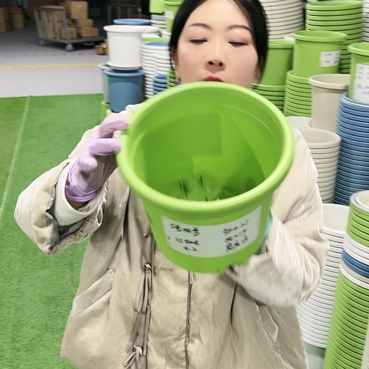 特价3号四季口21高18果绿10只无托
