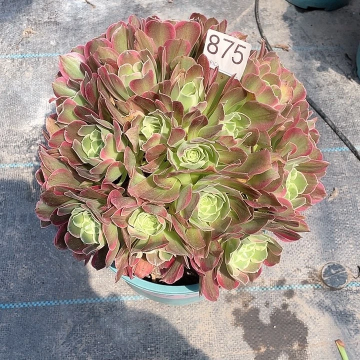 幸***己875雨花石 冠幅28