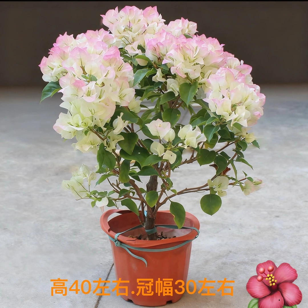 一物一拍直播间三角梅原盆原土发货一个月内换盆不售后