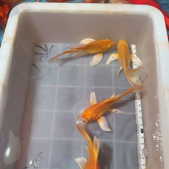 蝴蝶鲤鱼渔场直发179