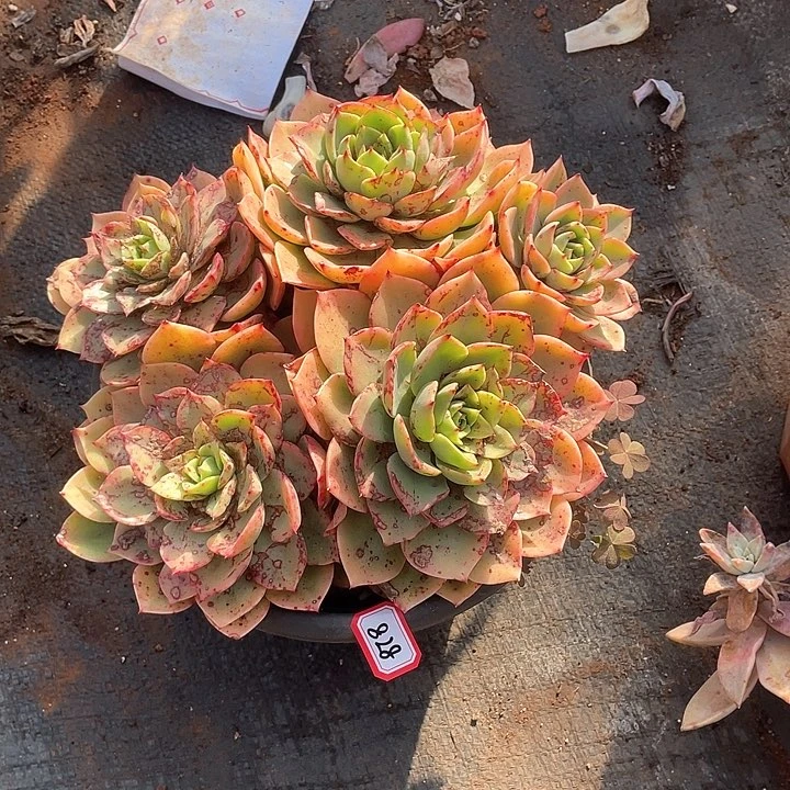 828贝拉 一物一拍多肉