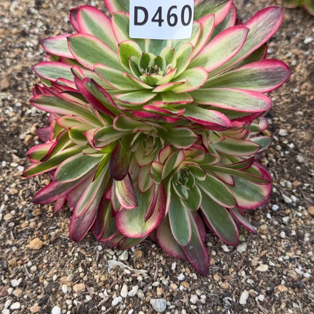 460荔枝多肉植物