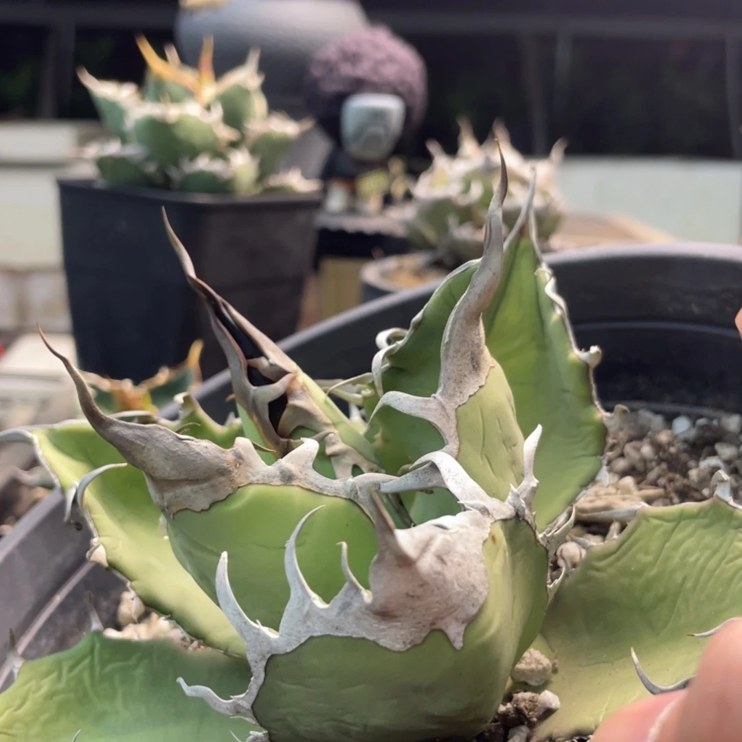 子播666666666666666