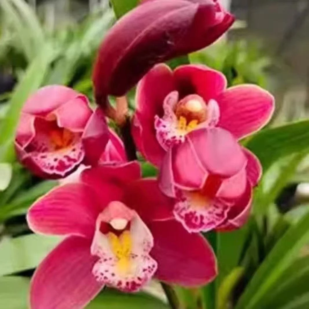 兰花【蜜蜂兰 红双喜】一整盆带花苞浓香型-免费保温发货