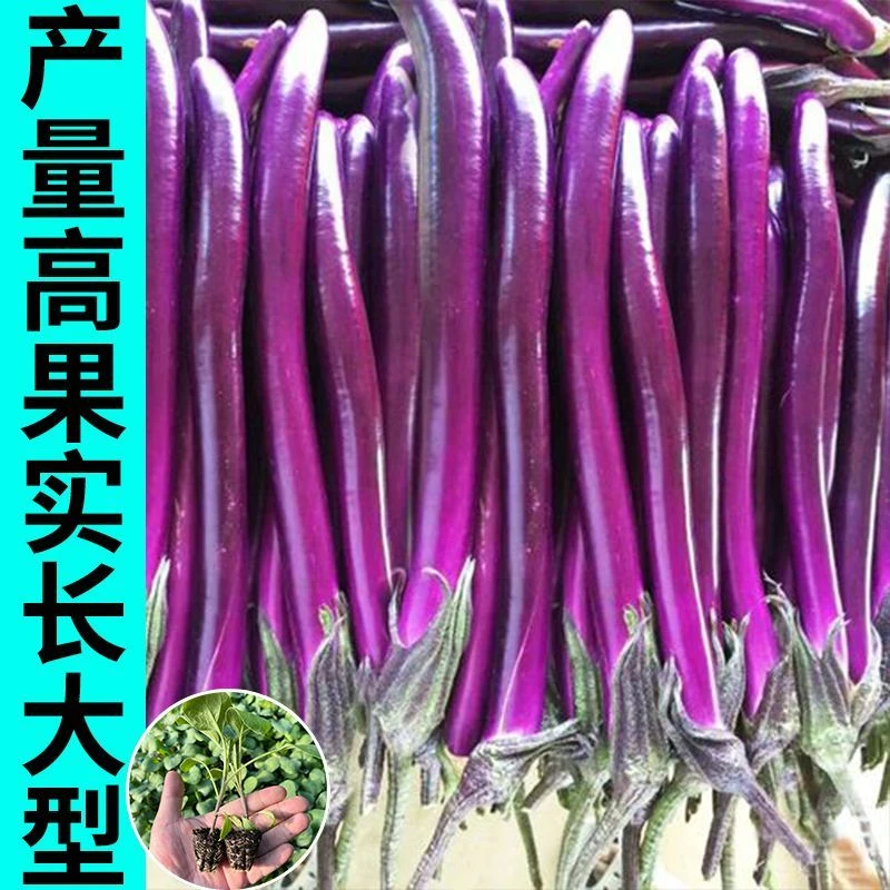 杭茄一号长茄苗秧特大线茄茄子苗秧阳台秧四季蔬菜种籽秧苗薄皮