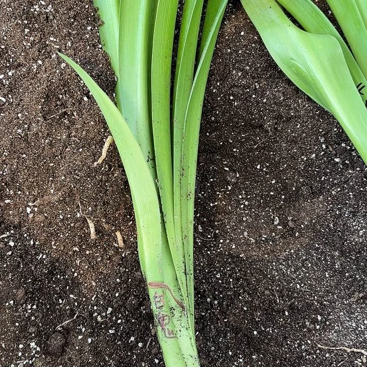 无花朵幸**满白鬼有标包对版六厘米